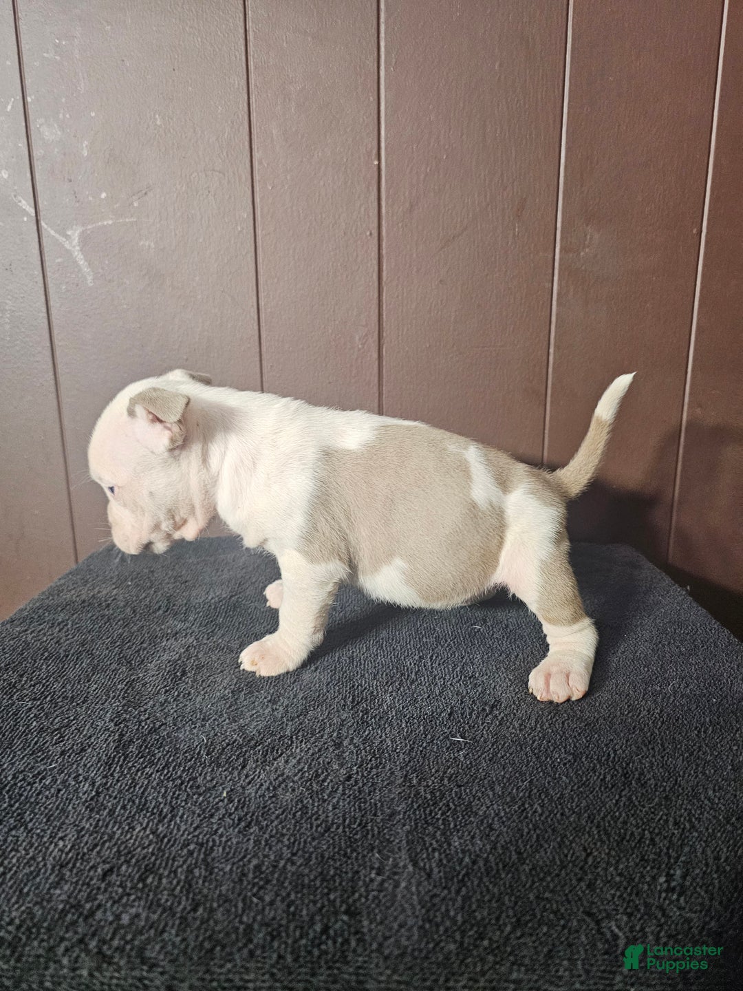 American Bully dogs for sale: Pip - Lilac Pied - Ad 2
