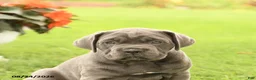 Cane Corso dogs for sale: Daffodil - Ad 5