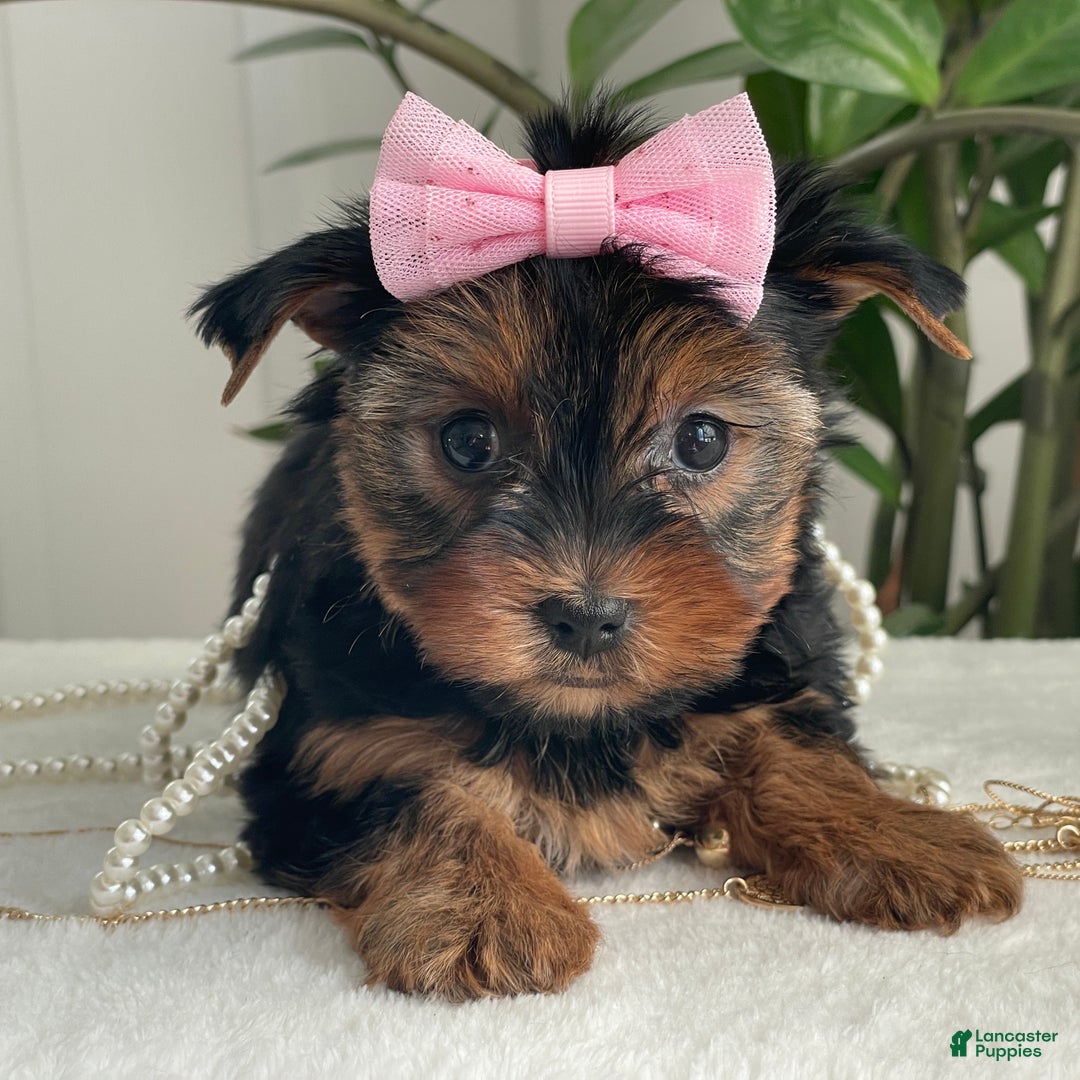 Yorkshire Terrier dogs for sale: Princess - Ad 9