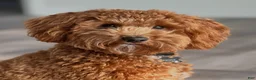Mini Goldendoodle dogs for sale: Mini Goldendoodle Puppy 4 - Ad 6