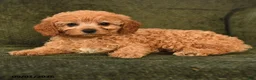 Cavapoo dogs for sale: Inez - Ad 4