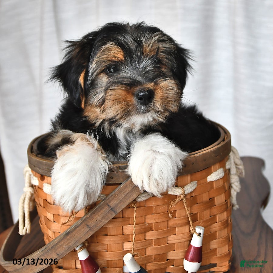 Morkie dogs Badger - Ad 2