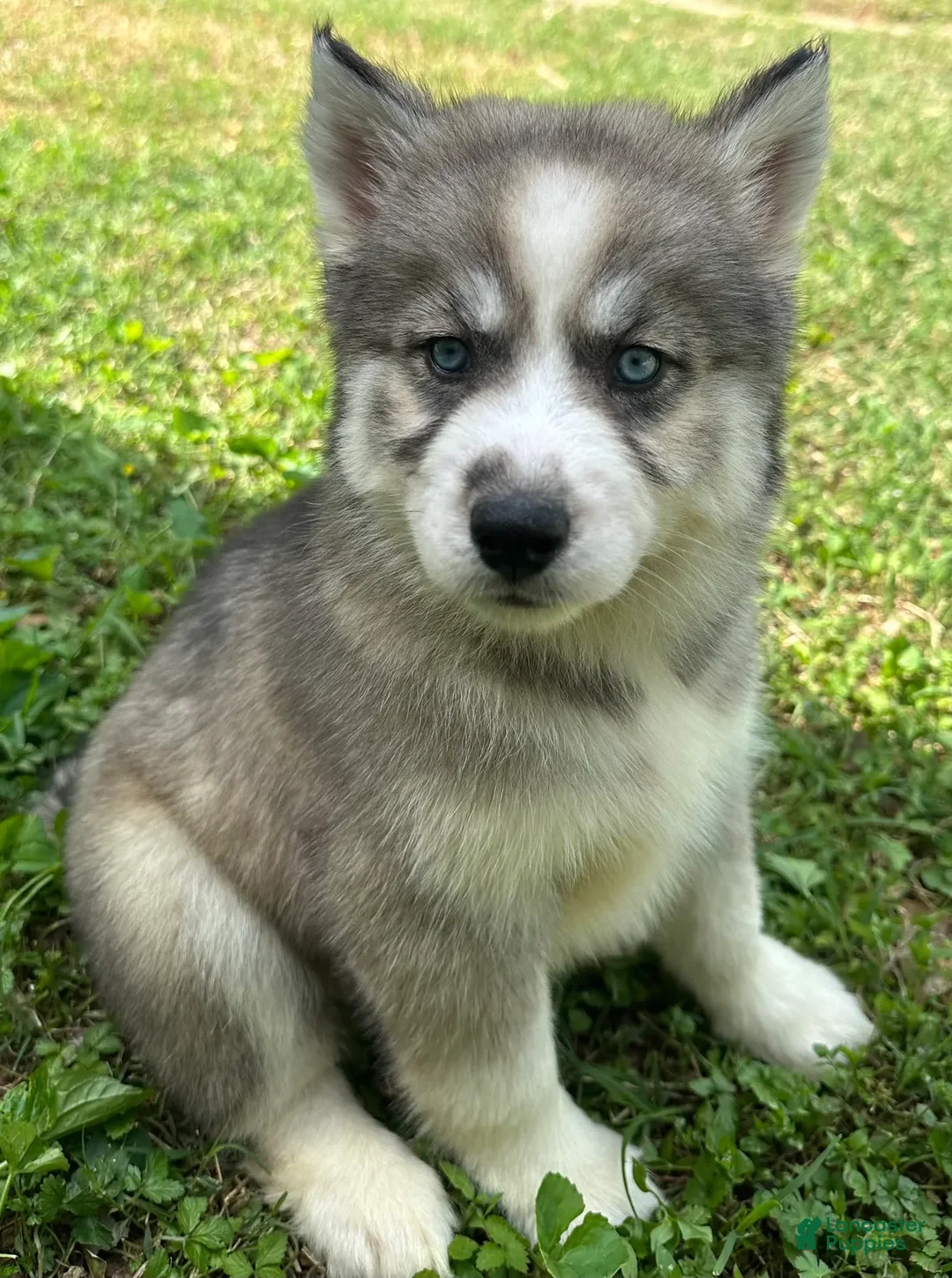 Siberian Husky dogs for sale: Charm - Ad 2