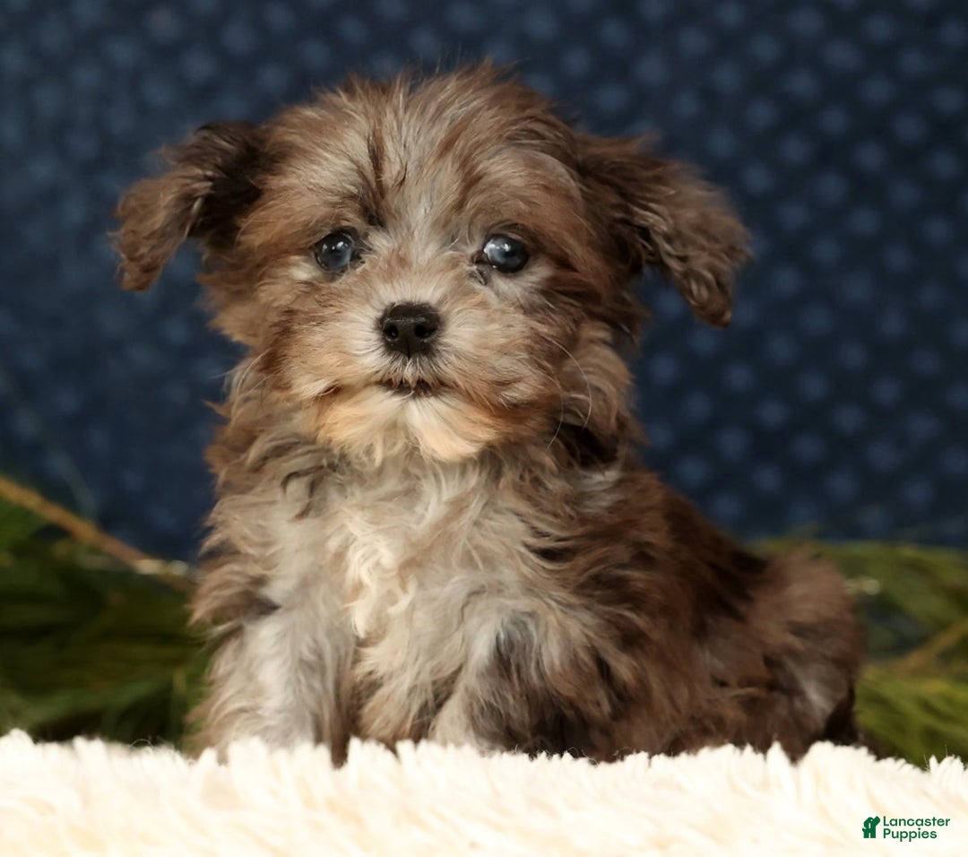 Havapoo dogs for sale: Parker - Ad 1