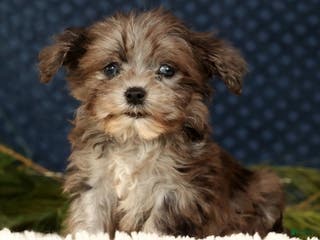 Havapoo dogs Parker - Ad 12