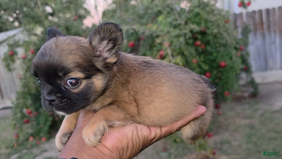 French Bulldog dogs for sale: Lucky the fluffy - Ad 2