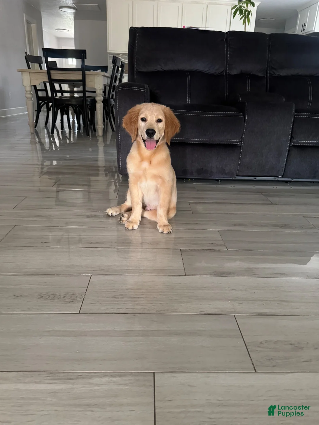 Golden Retriever dogs for sale: Golden Retriever 1 - Ad 4