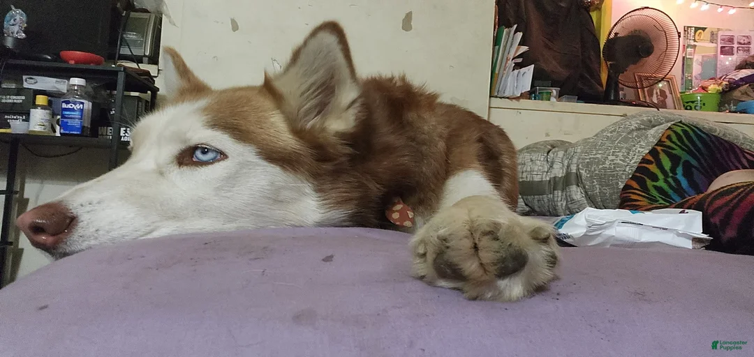 Gallery Image {{count}}