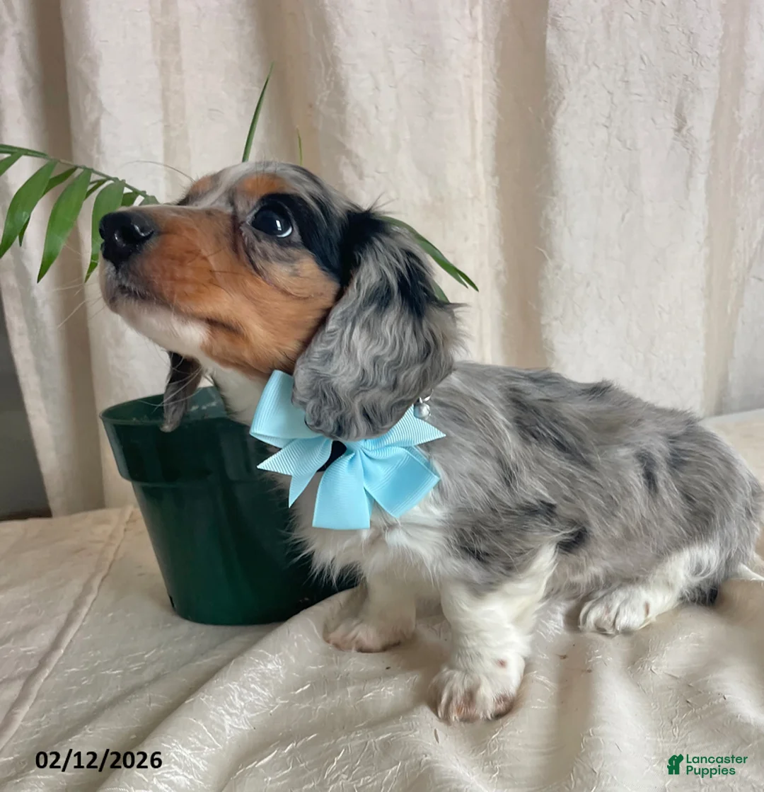 Miniature Dachshund dogs for sale: Cody - Ad 6