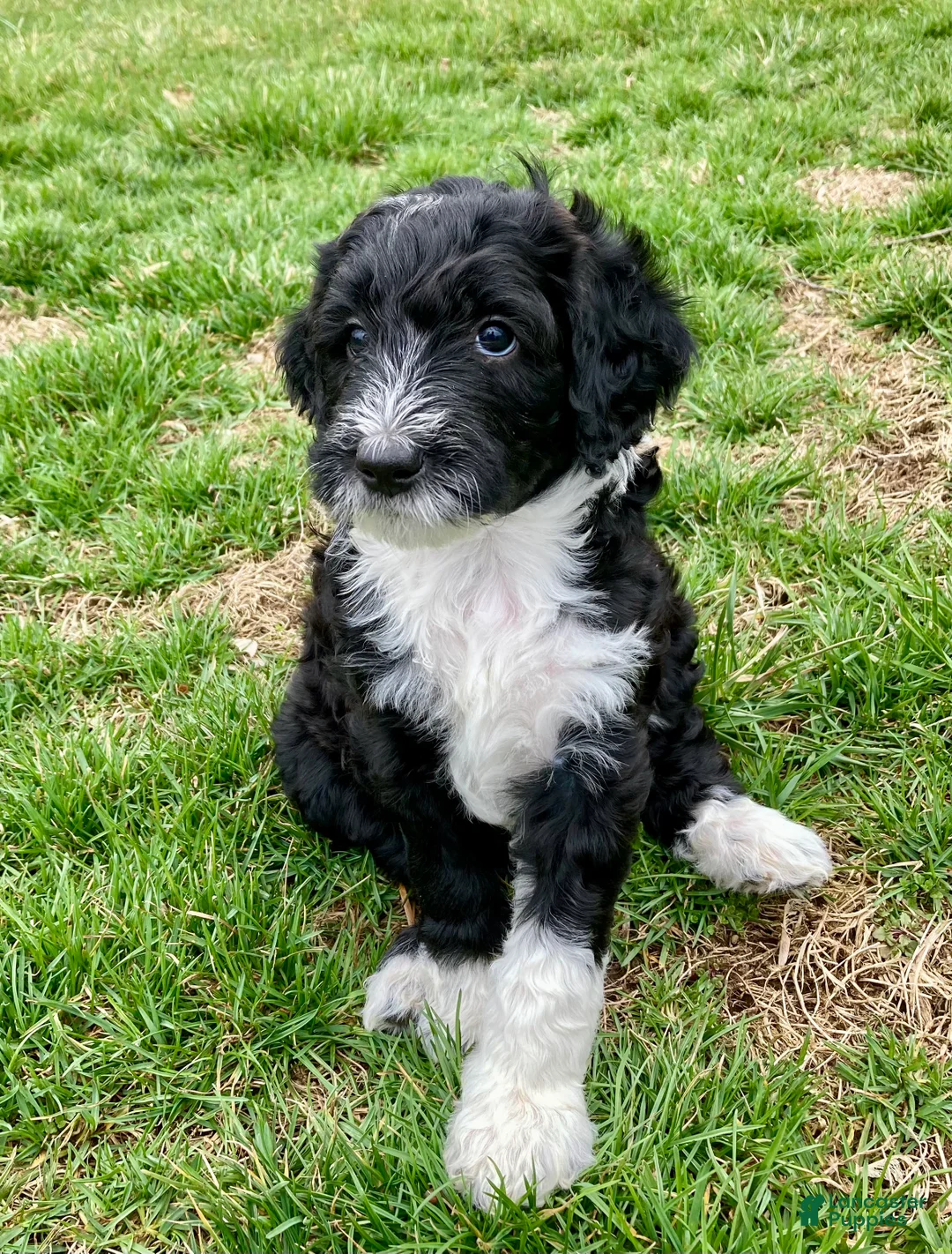 Bernedoodle dogs for sale: Hermione - Ad 1