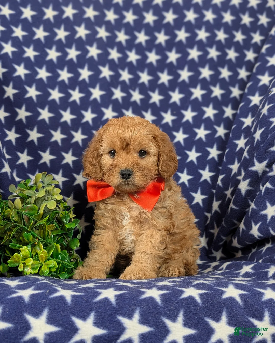 Cavapoo dogs for sale: Enzo - Ad 3