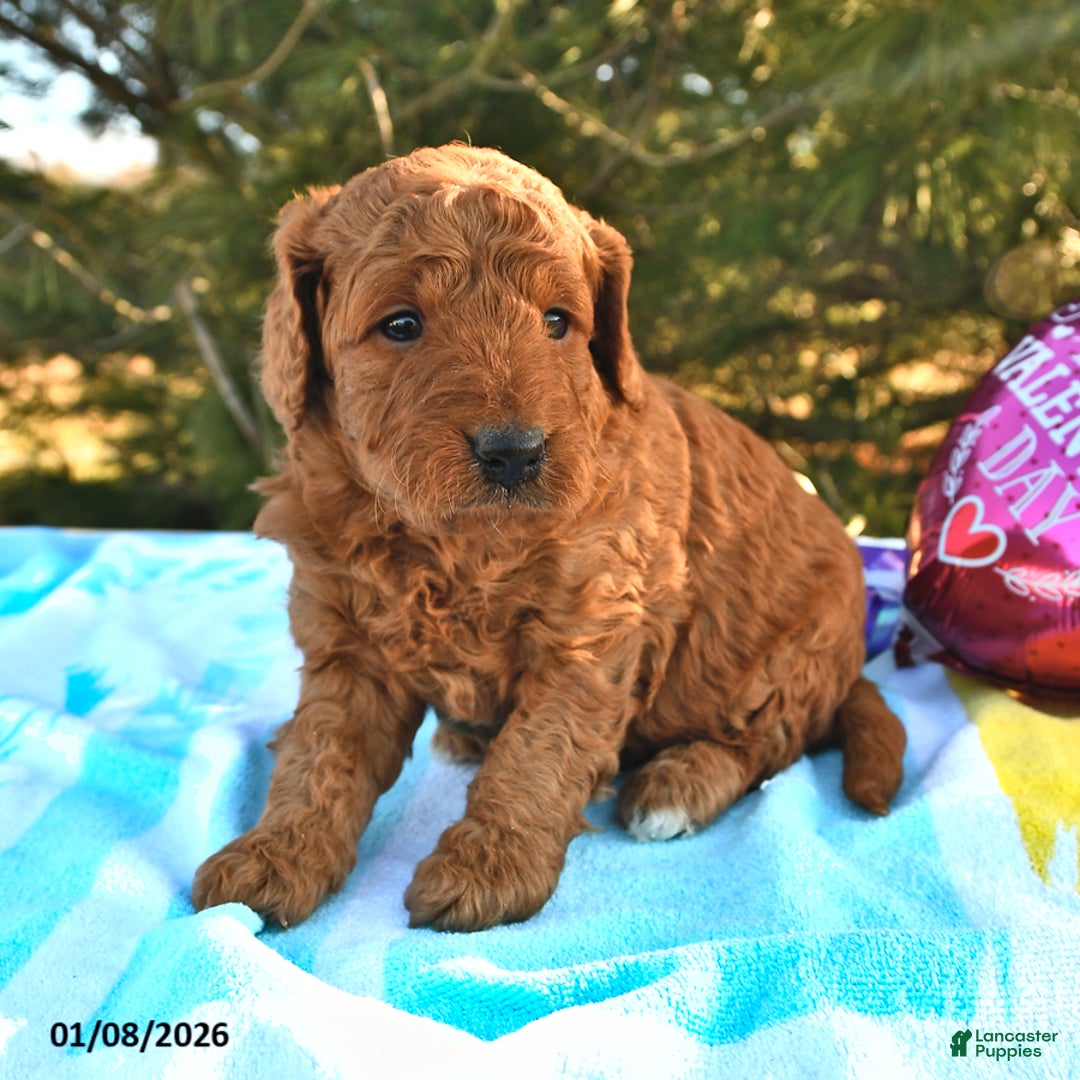 Mini Goldendoodle dogs for sale: Otis - Ad 4