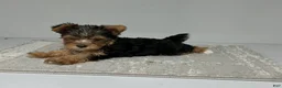 Yorkshire Terrier dogs for sale: Ruger - Ad 4