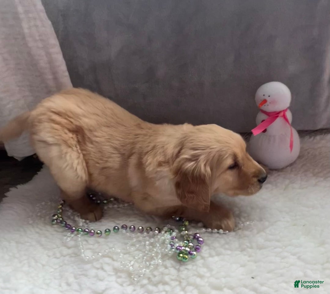 Golden Retriever dogs for sale: Benson  - Ad 1