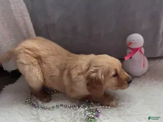 Golden Retriever dogs Benson - Ad 33