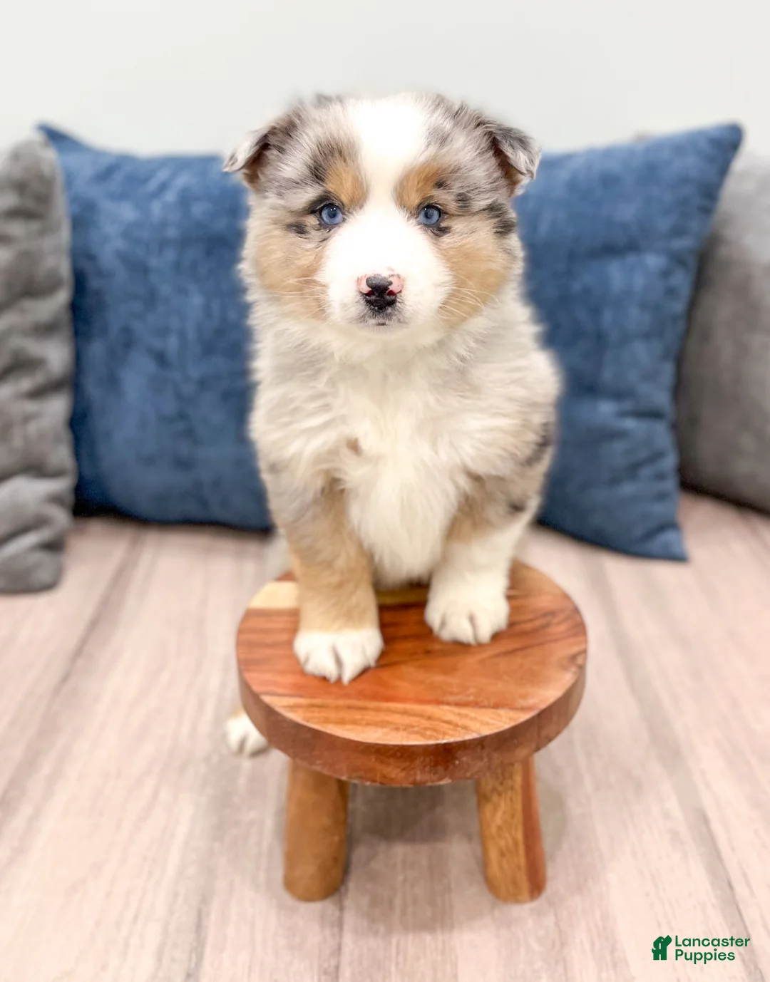 Miniature Australian Shepherd dogs for sale: Jackson - Ad 2