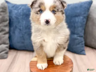 Miniature Australian Shepherd dogs Jackson - Ad 3
