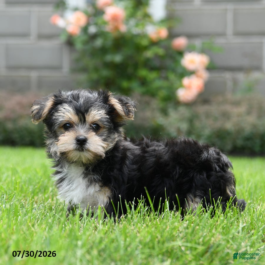 Morkie dogs Marlow - Ad 2