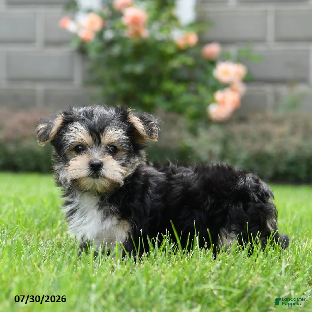 Morkie dogs for sale: Marlow - Ad 2