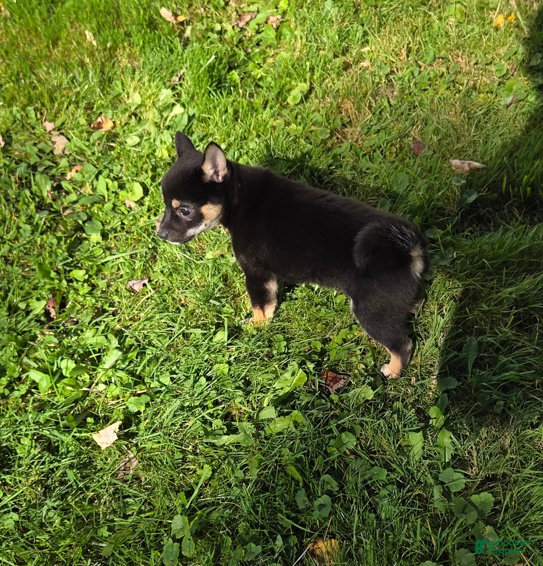 Shiba Inu dogs Shiba Inu 1 - Ad 1