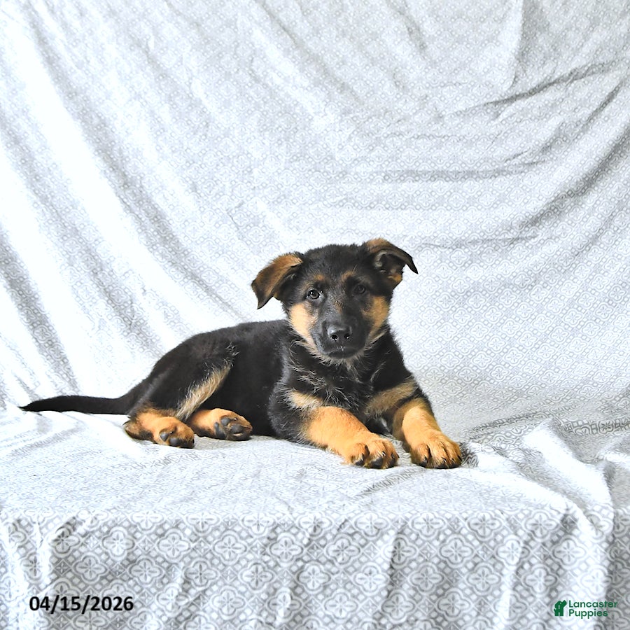 German Shepherd dogs Holly - Ad 1