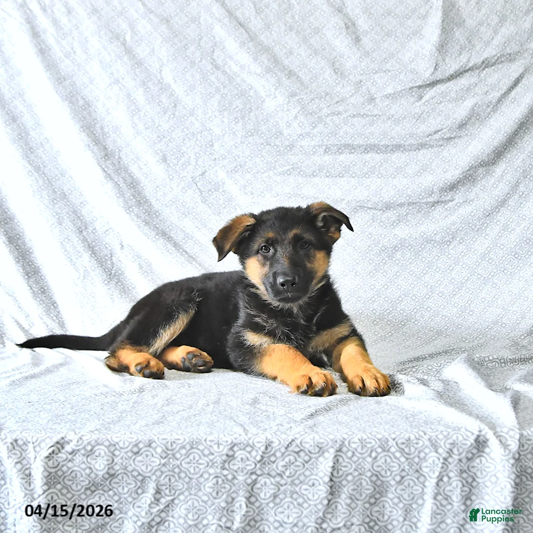 German Shepherd dogs for sale: Holly - Ad 1