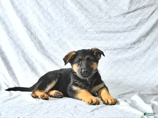 German Shepherd dogs for sale: Holly - Ad 2