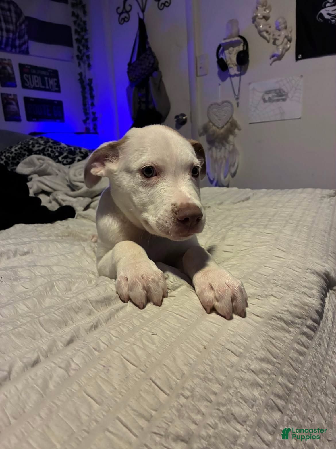 American Pit Bull Terrier dogs American Pit Bull Terrier 1 - Ad 2