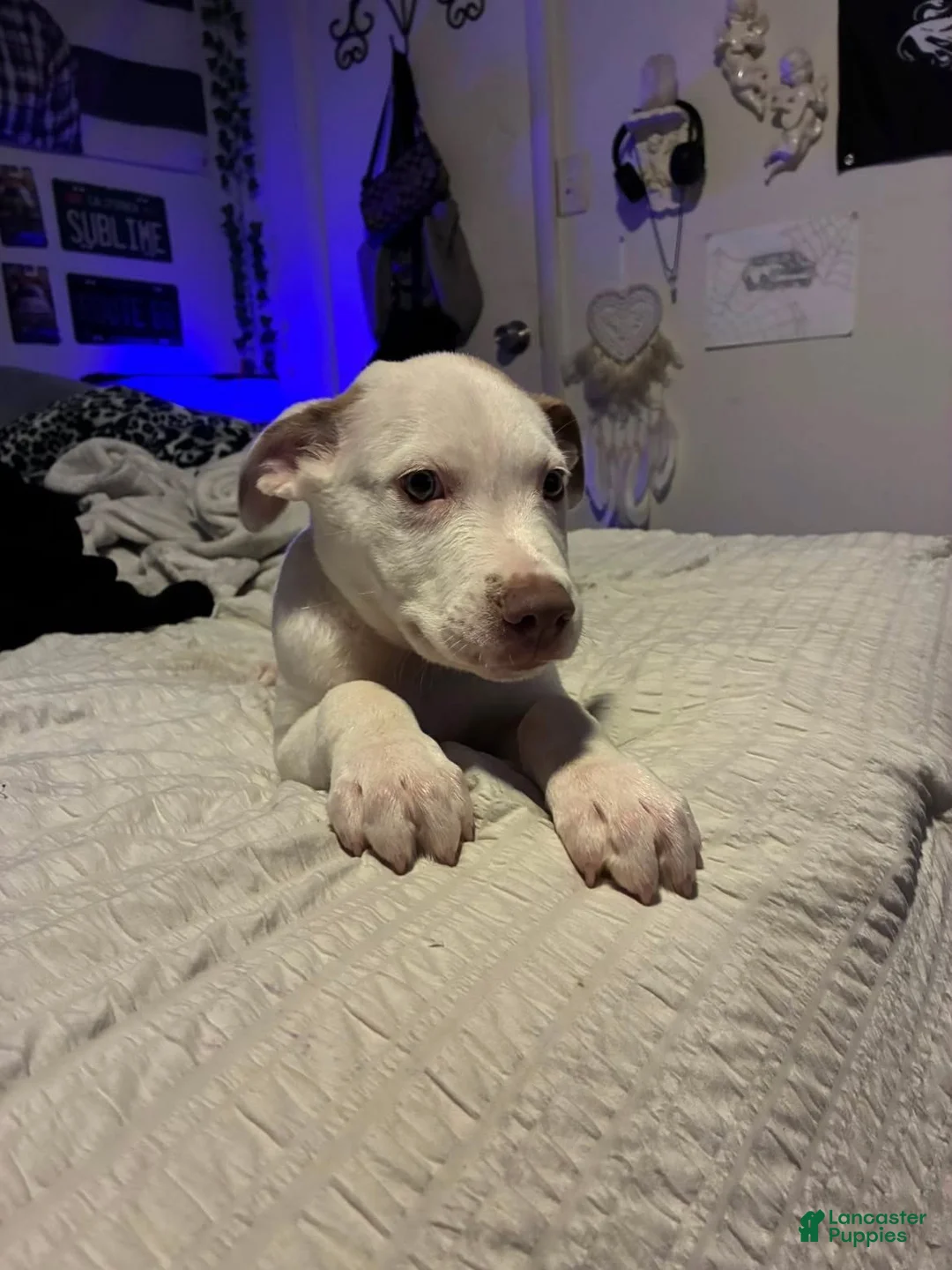 American Pit Bull Terrier dogs for sale: American Pit Bull Terrier 1 - Ad 1