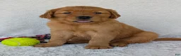 Golden Retriever dogs for sale: Porter  - Ad 10