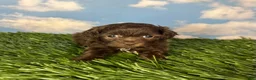 Teddy Bear dogs for sale: Muffin - Ad 4