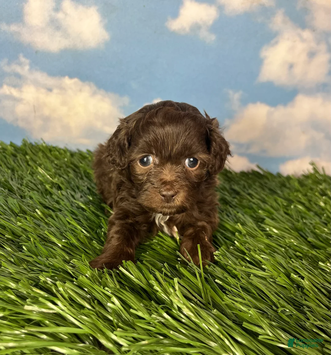 Teddy Bear dogs for sale: Muffin - Ad 4