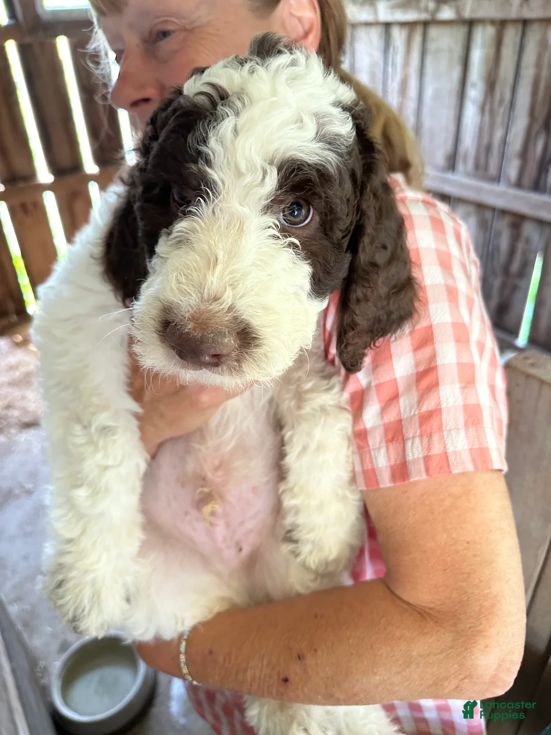 Labradoodle dogs for sale: Atlas - Ad 2