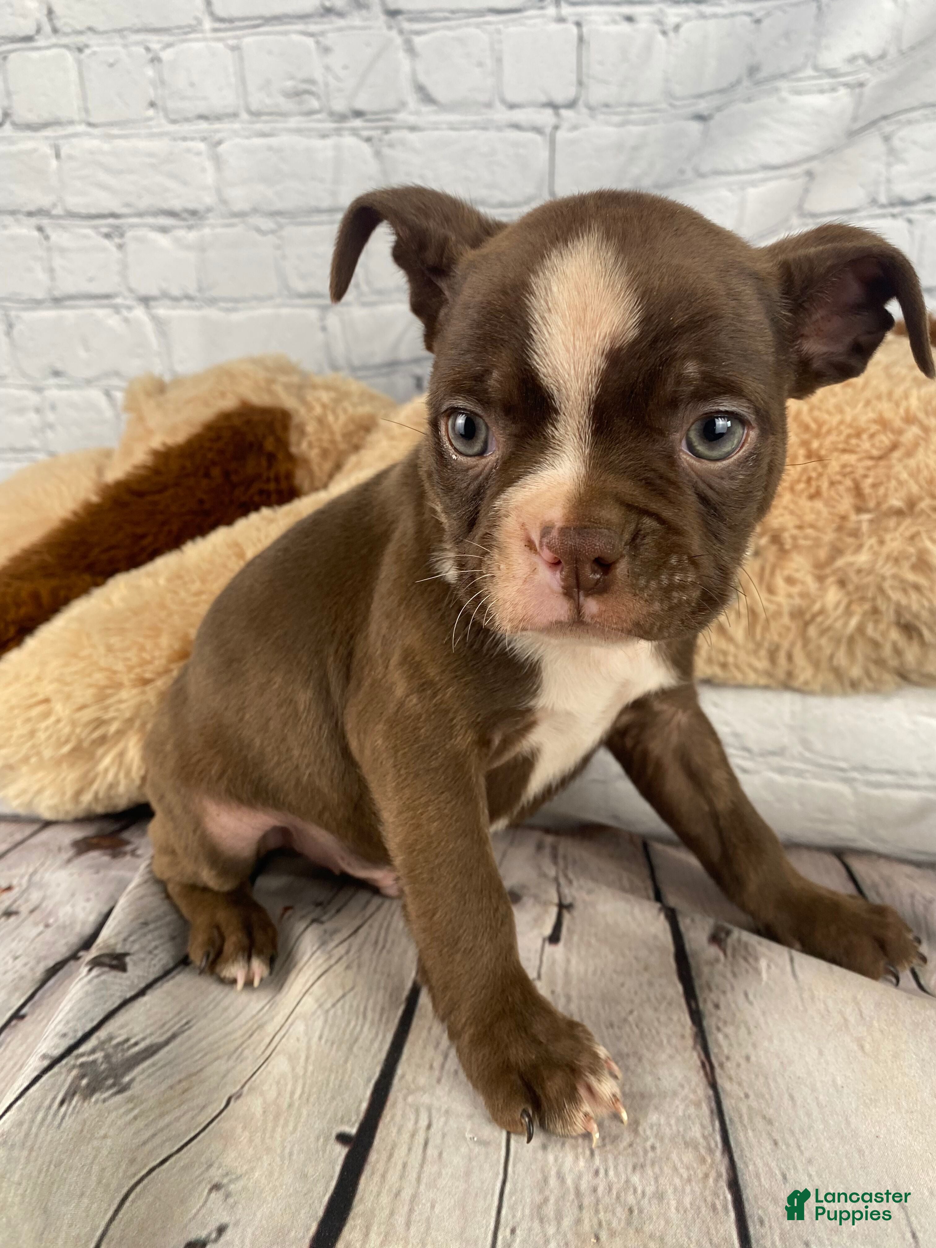 Boston Terrier dogs Zeus - Ad 1