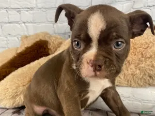 Boston Terrier dogs for sale: Zeus - Ad 4