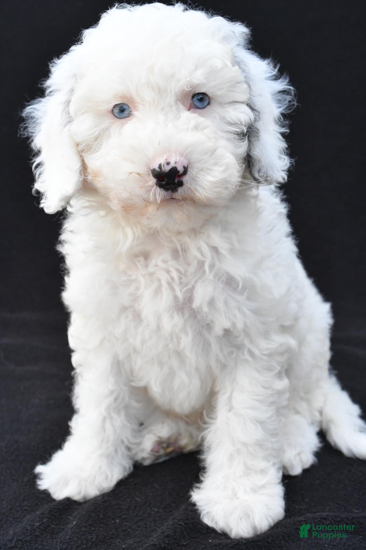 Mini Sheepadoodle dogs Cassandra - Ad 2