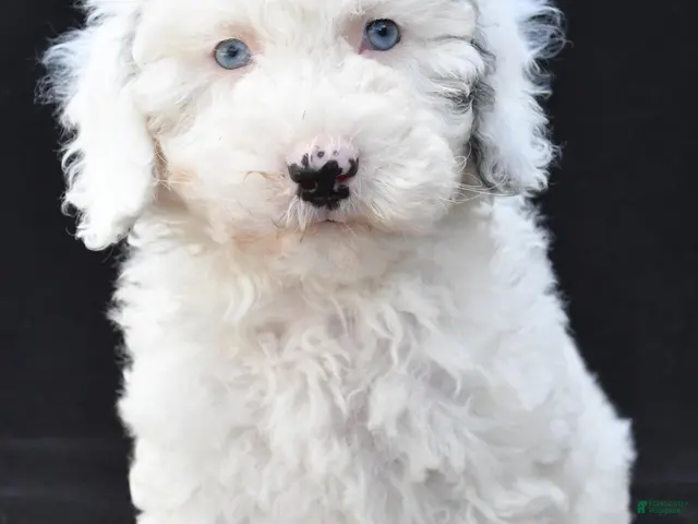 Mini Sheepadoodle dogs Cassandra - Ad 2