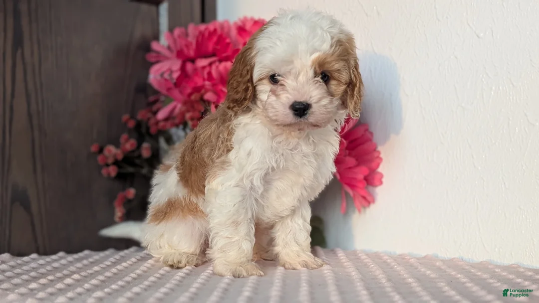 Cavapoo dogs for sale: Tripp - Ad 3