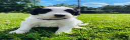 Sheepadoodle dogs for sale: Cookie  - Ad 14