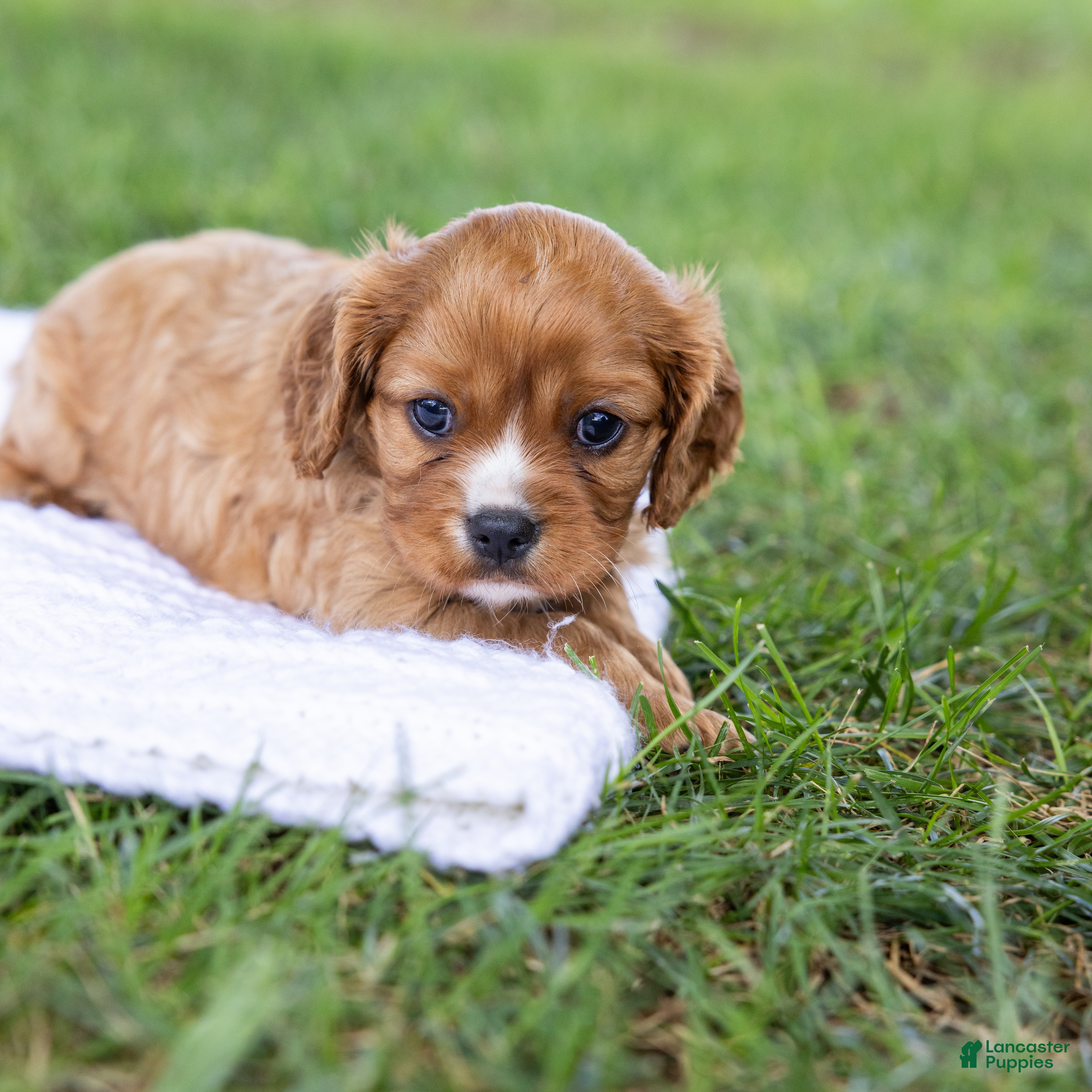 Cavalier King Charles Spaniel dogs Caramel  - Ad 1