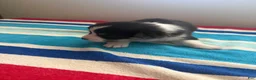 Welsh Corgi Pembroke dogs for sale: Cash - Ad 4