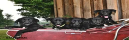 Sheprador dogs for sale: Dike  - Ad 3