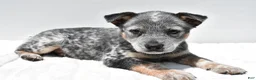 Australian Cattle Dog dogs for sale: Jasper - Ad 9