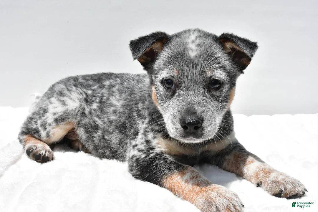 Australian Cattle Dog dogs for sale: Jasper - Ad 9
