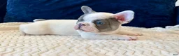 French Bulldog dogs for sale: Harry - Ad 6