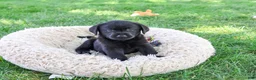 Labrador Retriever dogs for sale: Melvin - Ad 3