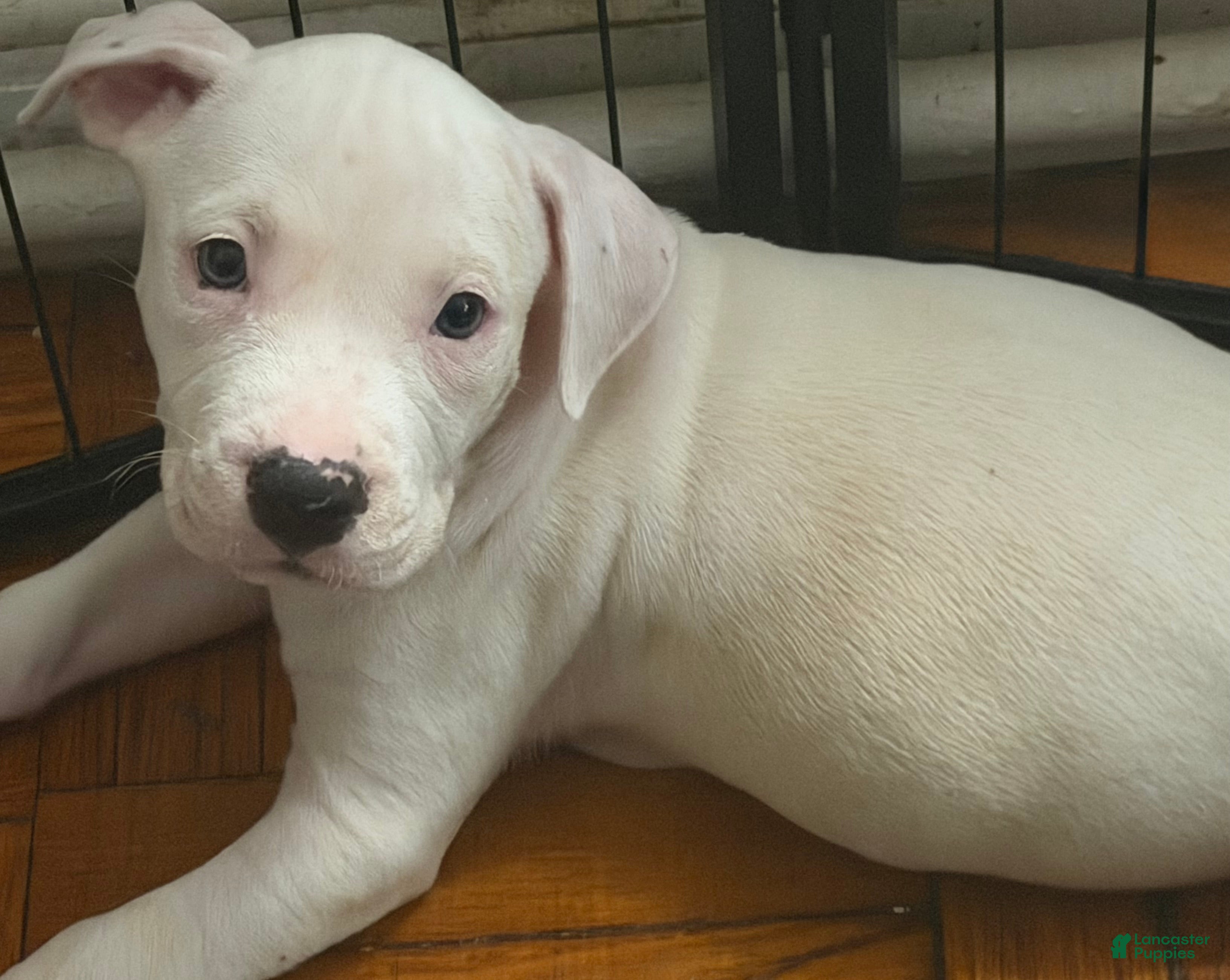 Mixed Breed dogs HONEY - Ad 19