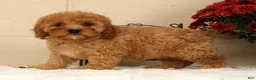 Cavapoo dogs for sale: Avery - Ad 9