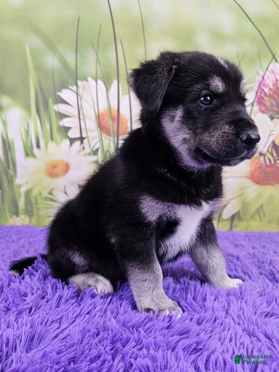 Goberian dogs for sale: Waldi - Ad 2