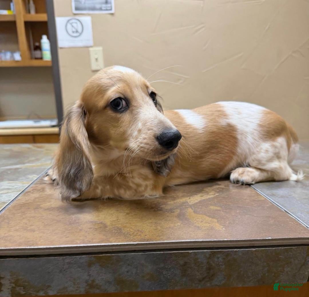 Dachshund dogs for sale: Nelson Travis - Ad 16